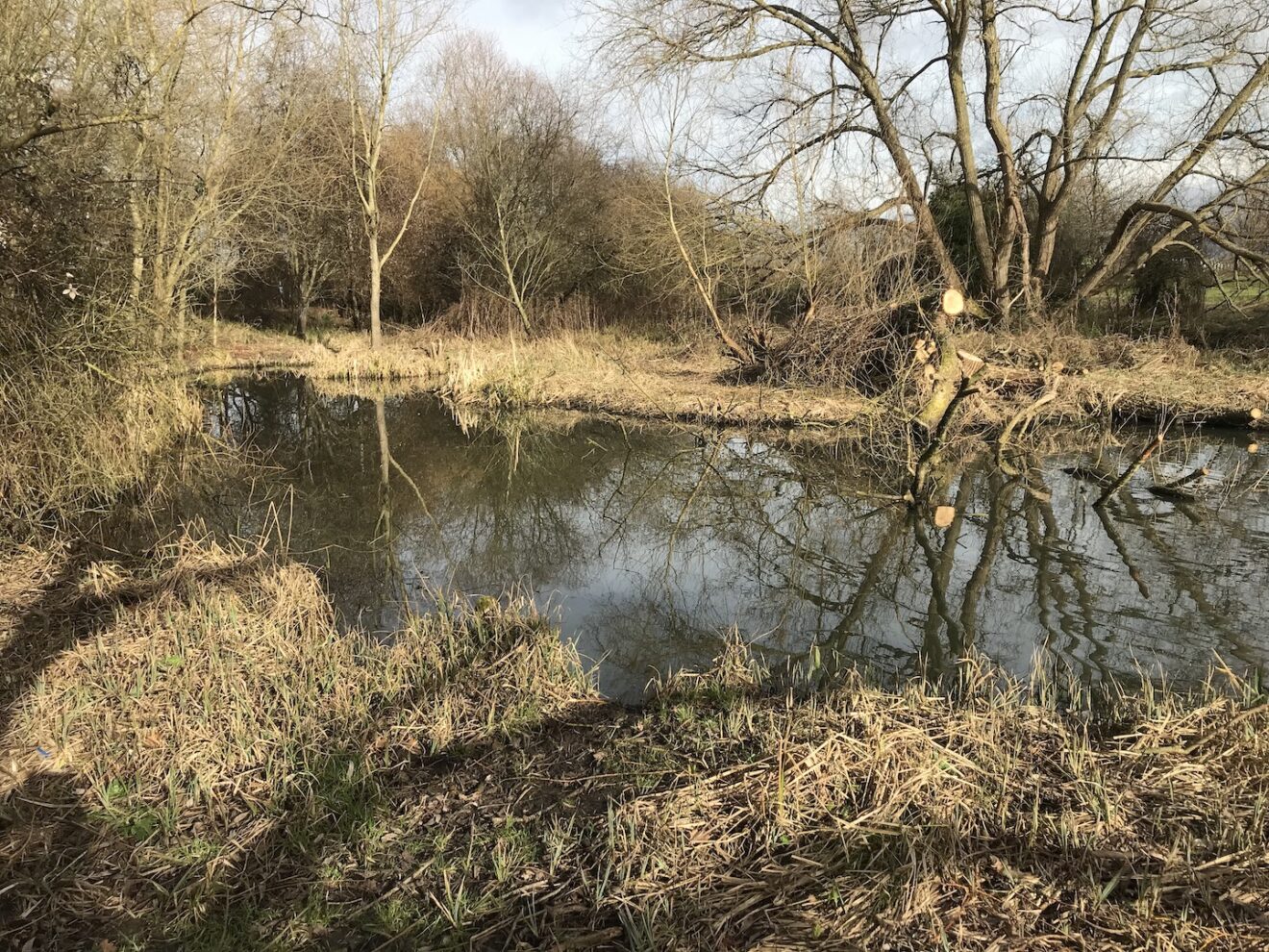 Splash Pond Surveys - Village Matters